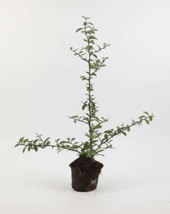 Pyracantha 'Soleil d'Or' - Vuurdoorn – Tuinplant – Comnox Company