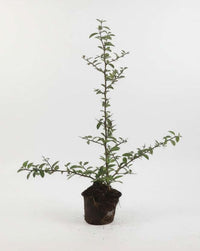 Pyracantha 'Soleil d'Or' - Vuurdoorn