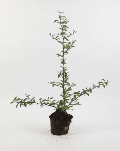 Pyracantha 'Soleil d'Or' - Vuurdoorn – Tuinplant – Comnox Company