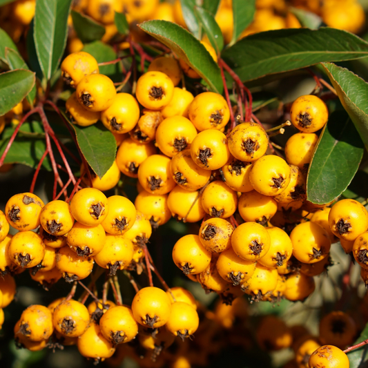 Gouden hawthornvruchten hangen in dichte klompen aan takken met glanzende groene bladeren. De rijpe, ronde vruchten zijn perfect voor natuurlijke decoratie of als gezondheidsproduct.