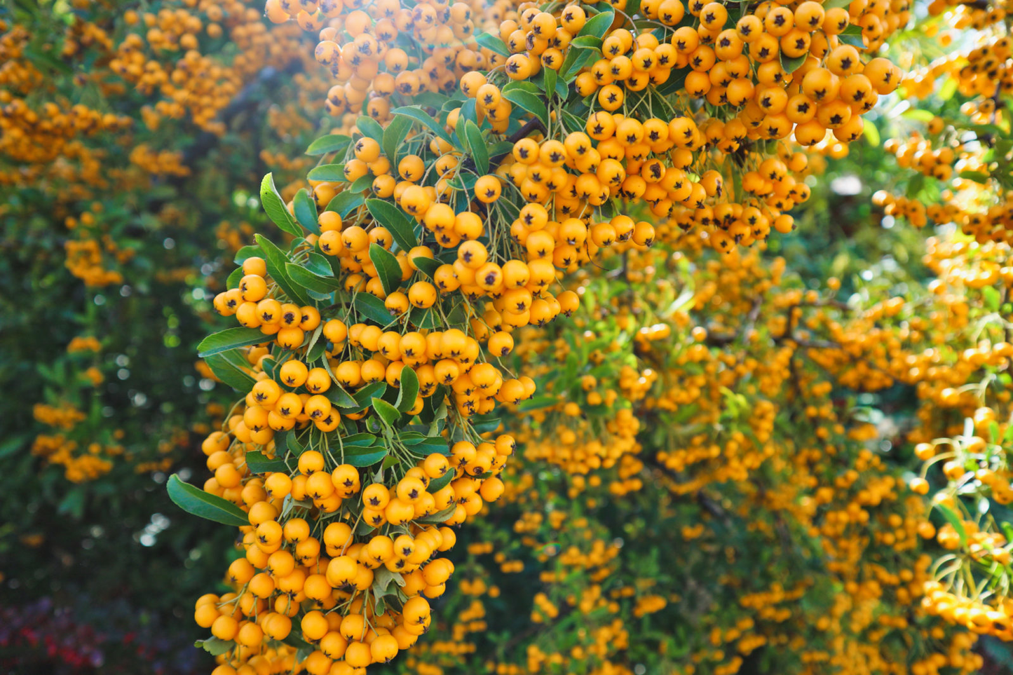Pyracantha 'Soleil d'Or' - Vuurdoorn
