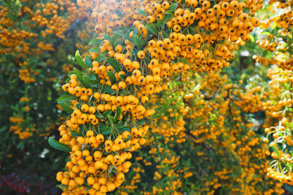 Pyracantha 'Soleil d'Or' - Vuurdoorn
