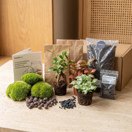 Comnox - Bonsai Ficus Ginseng Terrarium Kit - DIY Starter & Refill - Complete Set
