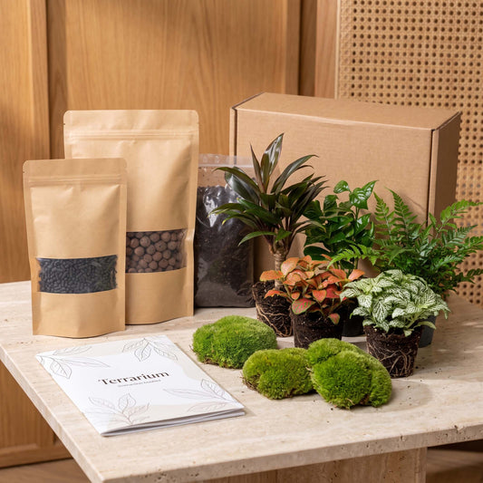 Comnox - Jungle 5 - Plant Terrarium Refill & Starter kit - DIY Groen Project