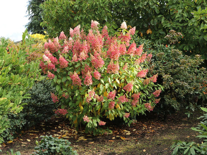 Hydrangea paniculata 'Pinky Winky' - Roze Pluimhortensia