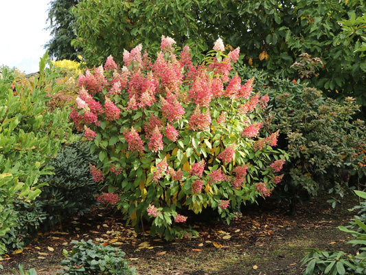 Een prachtige roze hydrangea met groene bladeren bloeit in een tuin. Perfect voor tuinontwerp en decoratie, met natuurlijke kleuren en een levendige, bloeiende uitstraling.