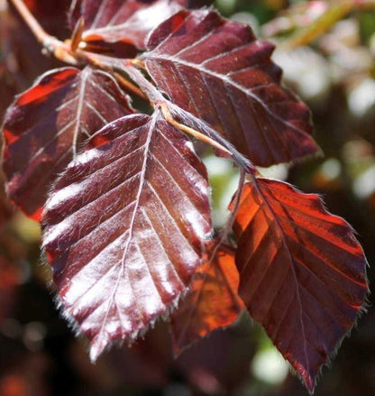 Rode Beukenhaag – Fagus sylvatica 'Atropunicea'  - Blote wortel