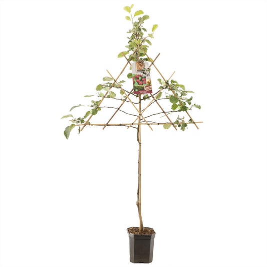 Malus domestica Rode Boskoop -  Rode moesappel leivorm