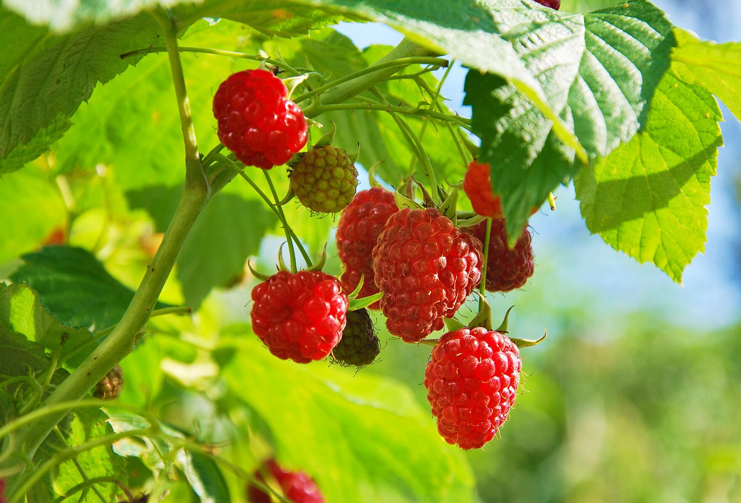 Rubus idaeus - Framboos - Haagelement