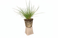 Deschampsia cespitosa - Ruwe smele