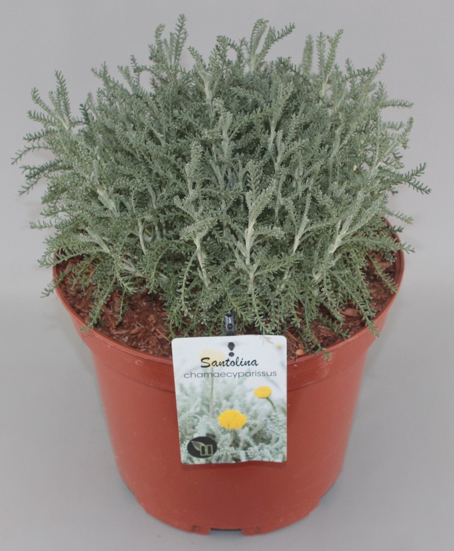 Santolina chamaecyparissus - Heiligenbloem