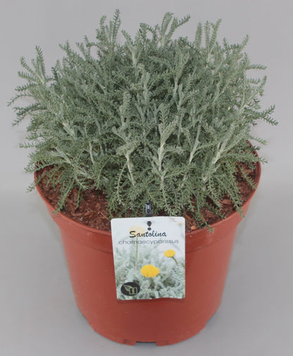 Santolina chamaecyparissus - Heiligenbloem