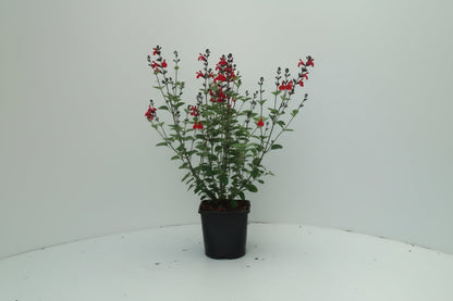 Salvia Royal Bumble - Salie