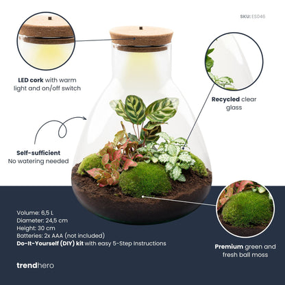 Comnox - Sam Calathea - DIY Terrarium Kit met LED - 30 cm