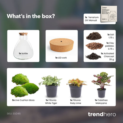 Comnox - Sam Calathea - DIY Terrarium Kit met LED - 30 cm
