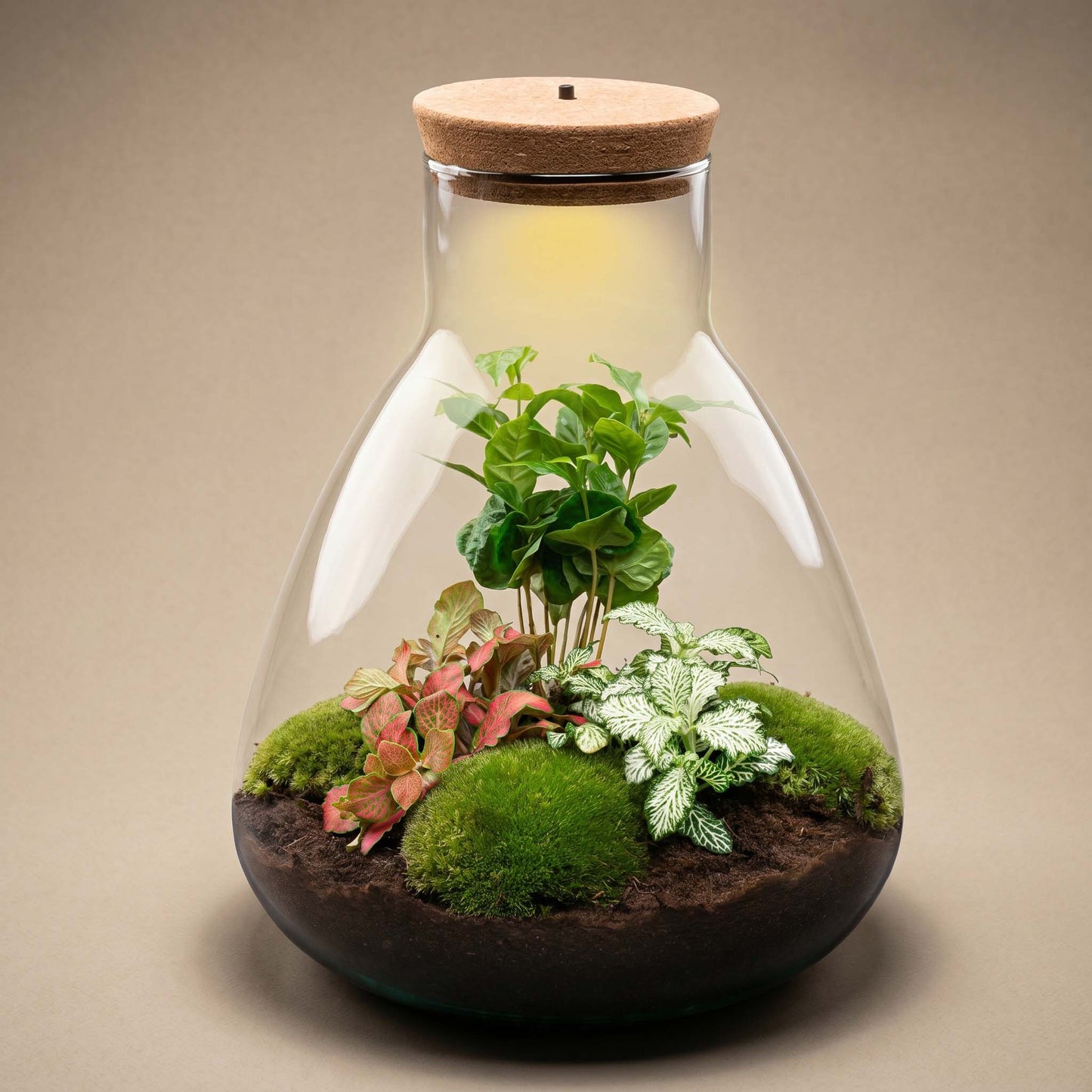 Comnox - Sam Coffea - Zelfbouw Terrarium Kit met LED - 30 cm