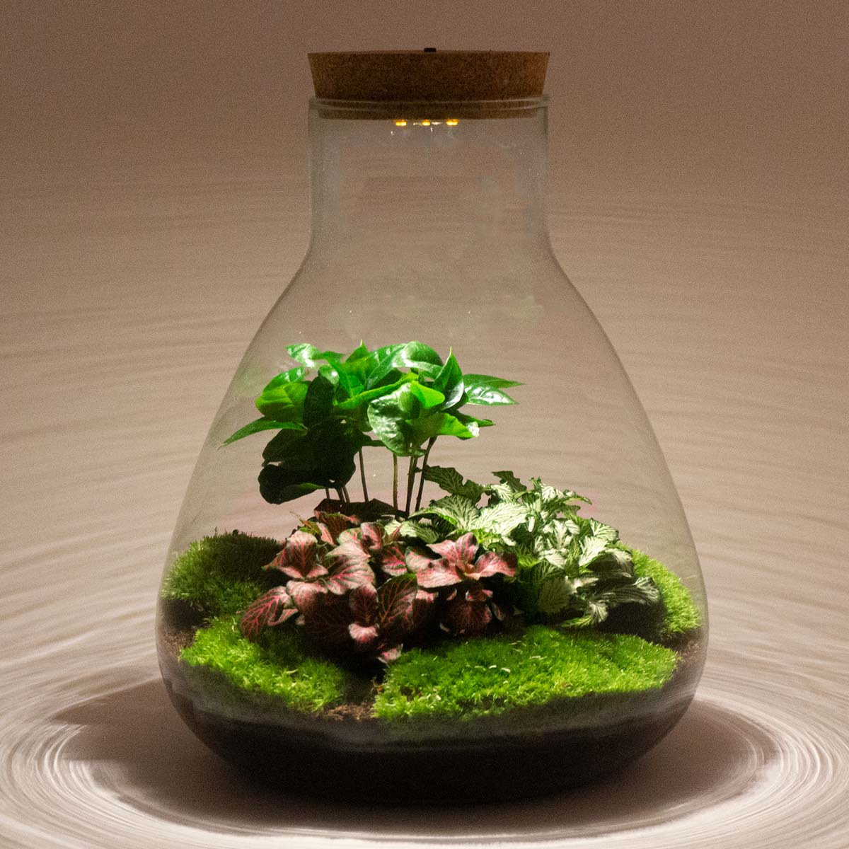 Sam Coffea - Terrarium with light - Bottle garden DIY kit - Ø 24.5 cm ↑ 30 cm