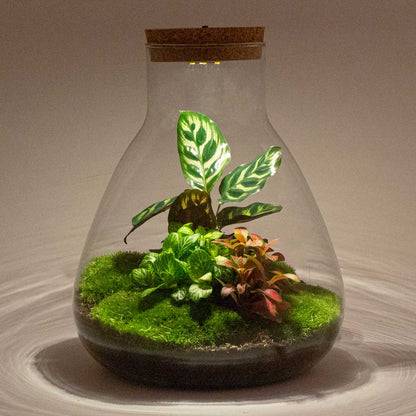 Comnox - Sam Calathea - DIY Terrarium Kit met LED - 30 cm