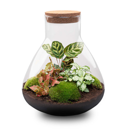 Een glazen terrarium met een korkdop, gevuld met groene mos, kleurrijke bladeren en donkere grond. Inclusief LED-verlichting voor een sfeervolle interieurdecoratie.
