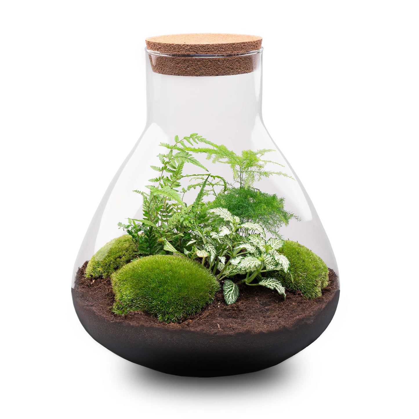 Sam XL - Terrarium with light - Bottle garden DIY kit - Ø 30 cm ↑ 32 cm