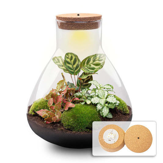 Een glazen terrarium met korkdop, gevuld met groene mos, gestreepte bladeren en rood-groene planten, voorzien van een ingebouwde LED-verlichting voor nacht- en slaapruimtes.