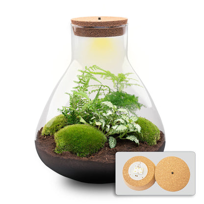 Sam XL - Terrarium with light - Bottle garden DIY kit - Ø 30 cm ↑ 32 cm