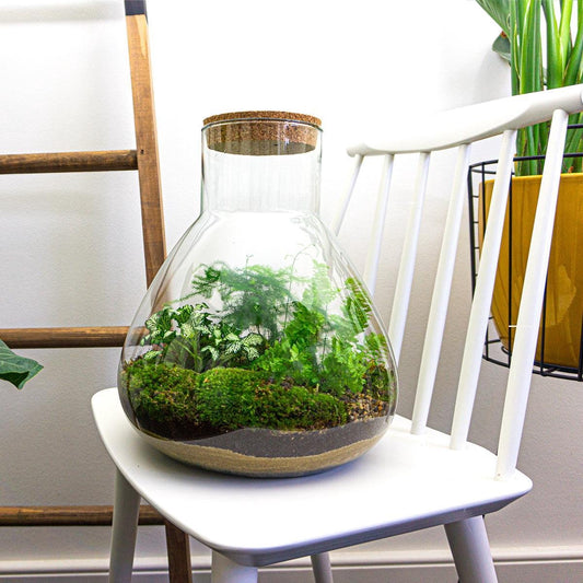 Sam XL - Terrarium with light - Bottle garden DIY kit - Ø 30 cm ↑ 32 cm