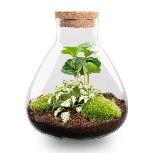 Terrarium DIY Kit - Sammie Coffea - Bottle Garden - ↑ 27 cm