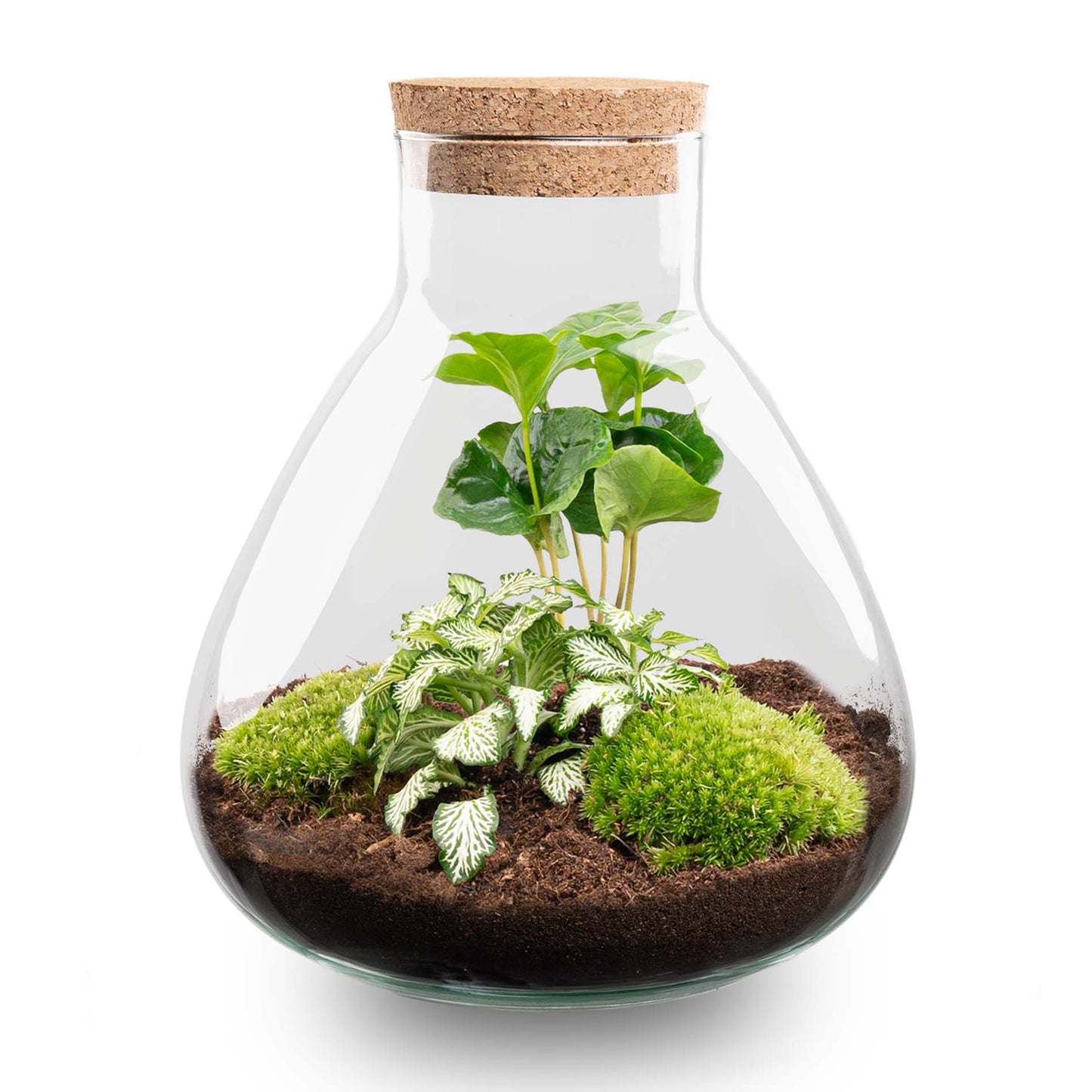 Sammie - Terrarium - Bottle garden DIY kit - Ø 22,5 cm ↑ 27 cm