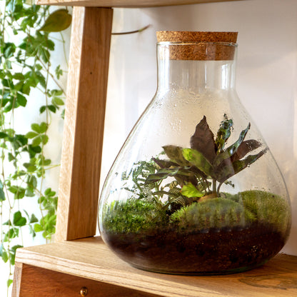 Sammie - Terrarium - Bottle garden DIY kit - Ø 22,5 cm ↑ 27 cm