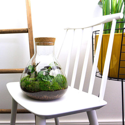 Sammie - Terrarium - Bottle garden DIY kit - Ø 22,5 cm ↑ 27 cm
