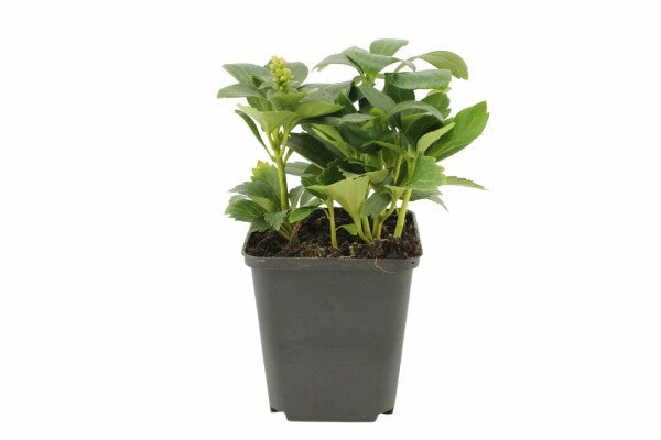 Pachysandra terminalis ‘Green Carpet’ – Dikkemanskruid