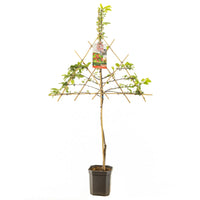 Malus 'Red Sentinel' - Rode sierappel - Leivorm