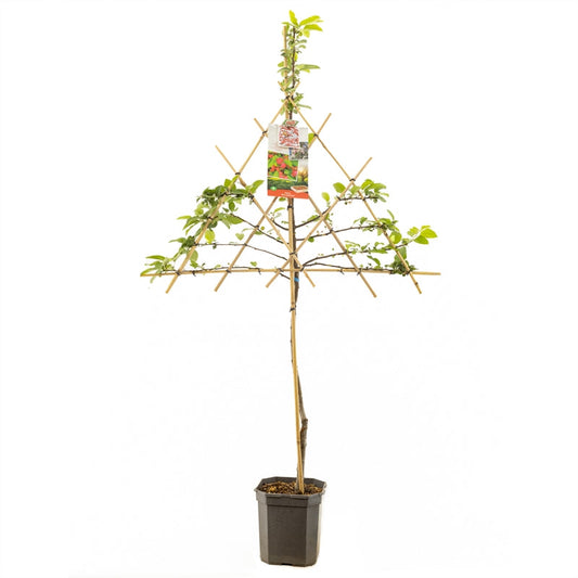 Malus Red Sentinel - Rode sierappel leivorm