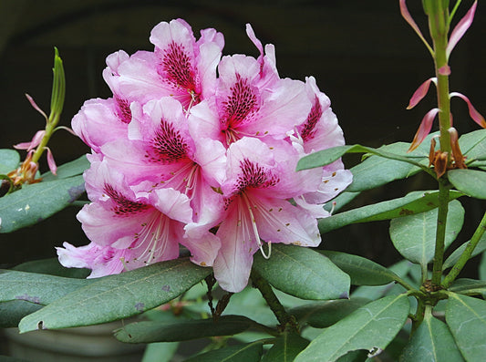 Rhododendron 'Albert Schweitzer'