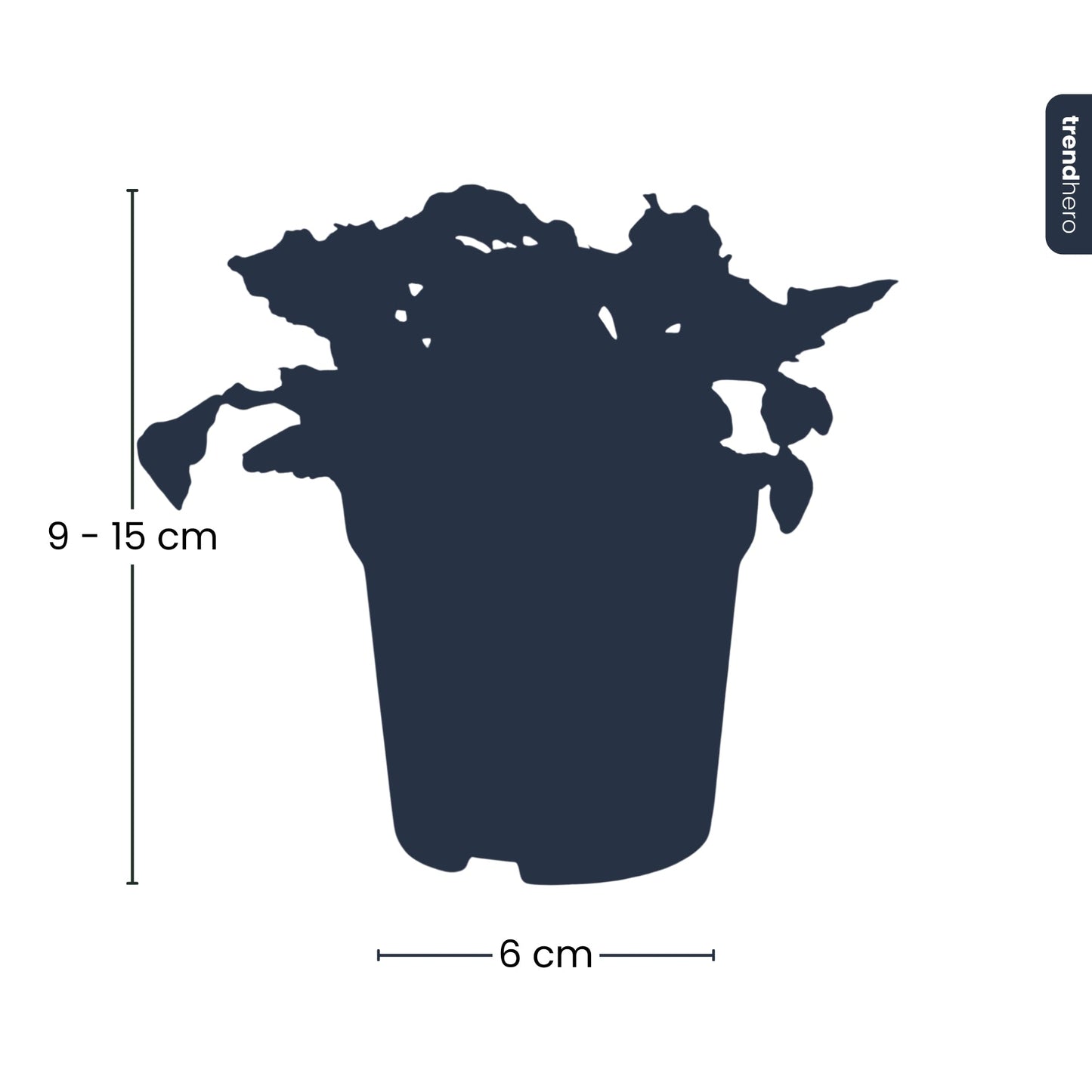 Fittonia Joly Lemon - White and Green (Fluor) - Mosaic plant - Terrarium plant