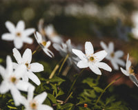 Anemone 'Ruffled Swan' - Herfstanemoon