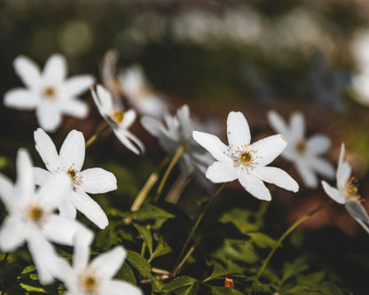 Anemone 'Ruffled Swan' - Herfstanemoon