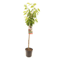 Prunus avium Stella - Rode zoete kers halfstam
