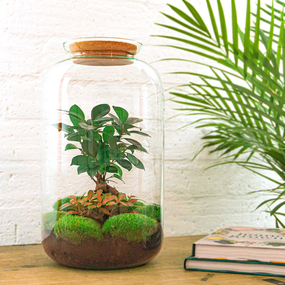 Sven XL Bonsai - Terrarium with light - Bottle garden DIY kit - Ø 23 cm ↑ 43 cm