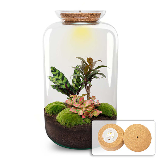 Een glazen terrarium met een korkdop, gevuld met groene mos, kleurrijke bladeren en donkere grond. Inclusief een ingebouwde LED-verlichting voor binnenruimte decoratie.