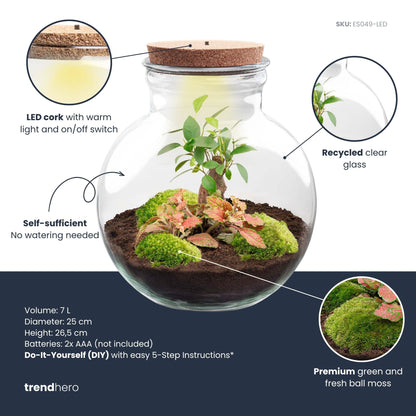 Teddy Bonsai - Terrarium with light - Bottle garden DIY kit - Ø 25 cm ↑ 26,5 cm