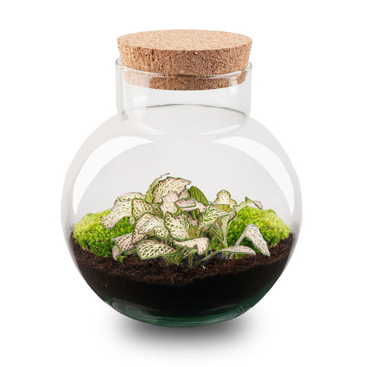 Een ronde glazen terrarium met een kurkstop, gevuld met donkere grond, levendig groen mos en een netwerkplant met witte nerven. Perfect voor binnenruimte decoratie en kleine planten.