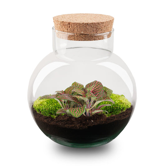 Een ronde glazen terrarium met een kurkstop, gevuld met donkere grond, levendige groene mos en een netwerkplant met witte nerven. Perfect voor binnenhuisdecoratie en kleine plantenverzorging.