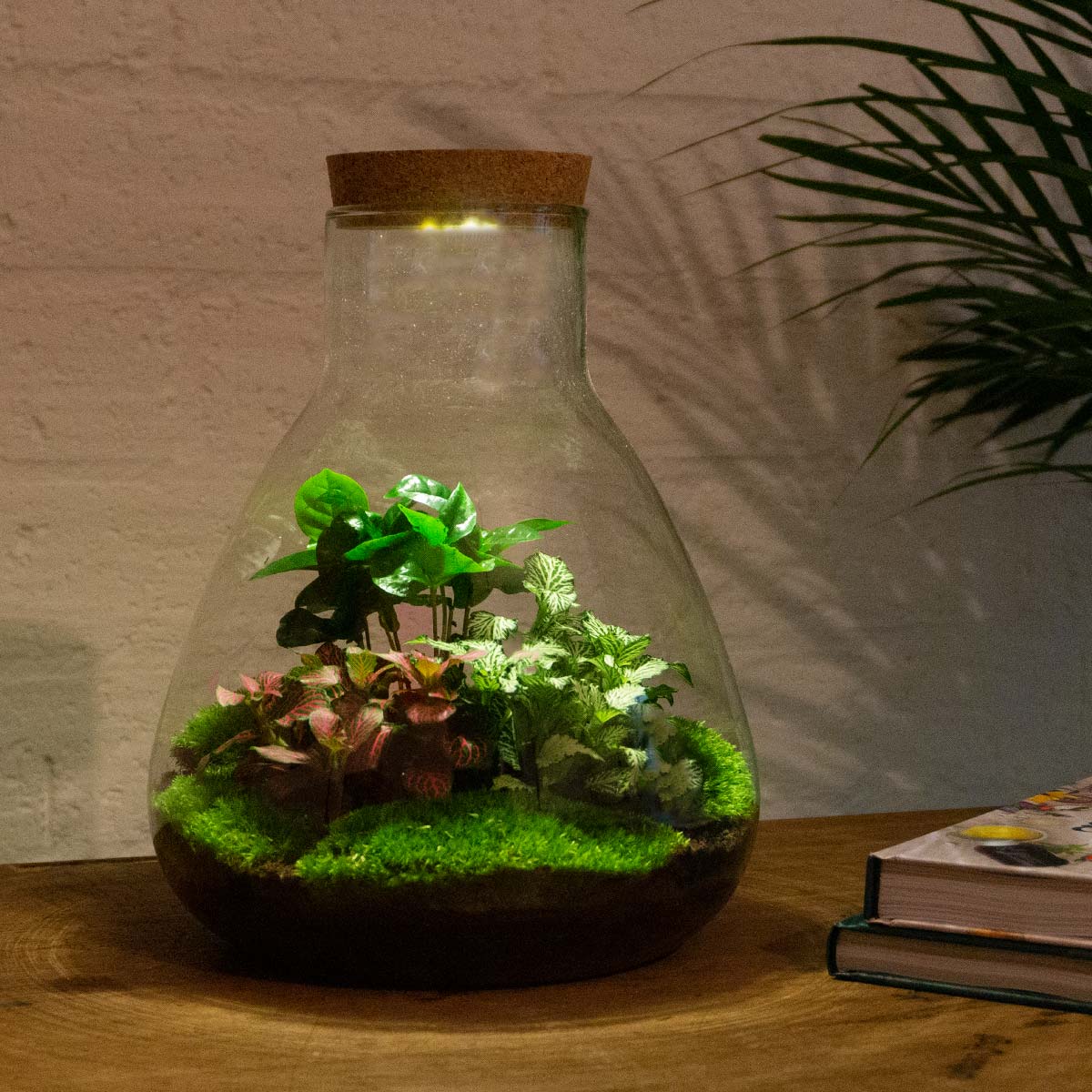 Comnox - Sam Coffea - Duurzaam DIY Terrarium Set met LED - 24 stuks