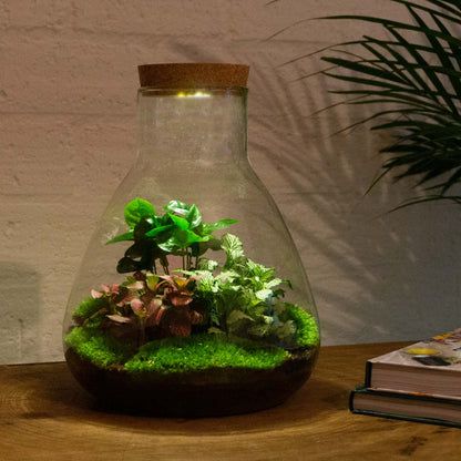 24x Terrarium - Sam Coffea with Light - Sustainable Business Gift - ↑ 30 cm - DIY