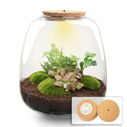 Een glazen terrarium met korkdop, gevuld met groene mos, donkere aarde en diverse planten, inclusief een netbladplant. Ingebouwde LED-verlichting voor binnenhuisdecoratie.