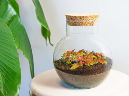 Noah - Terrarium - Bottle garden DIY kit - Ø 18.5 cm ↑ 19 cm