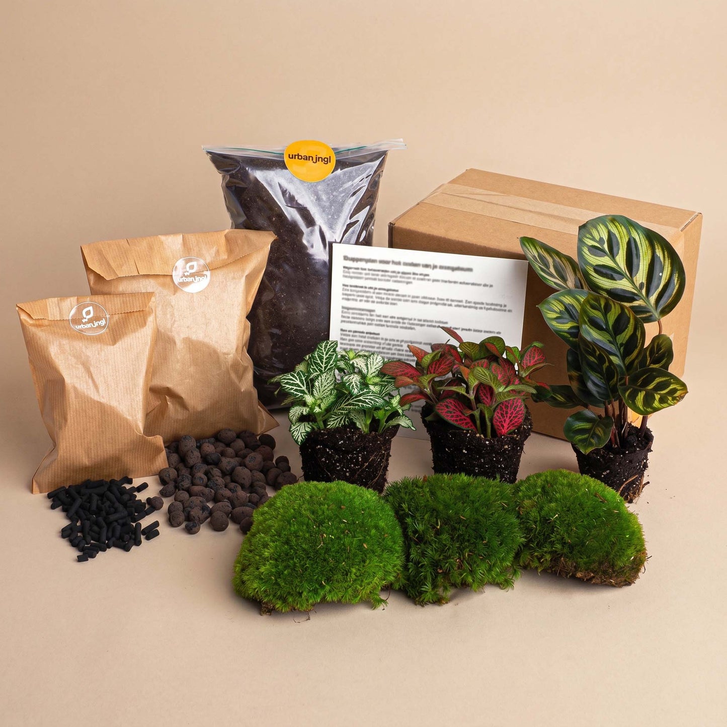 Calathea Makoyana - Plant Terrarium Refill & Starter kit - 3 terrarium plants - DIY