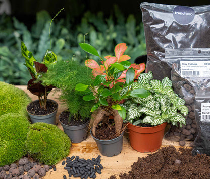 Comnox - Plant terrarium Refill & Starter kit - DIY pakket met 5 planten